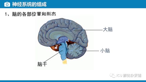 神經(jīng)系統(tǒng)的監(jiān)測與管理在肝癌診療中的新視野——兼論血漿microRNA標(biāo)志物檢測報(bào)告系統(tǒng)的整合應(yīng)用